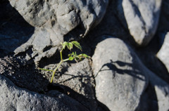 根性植物