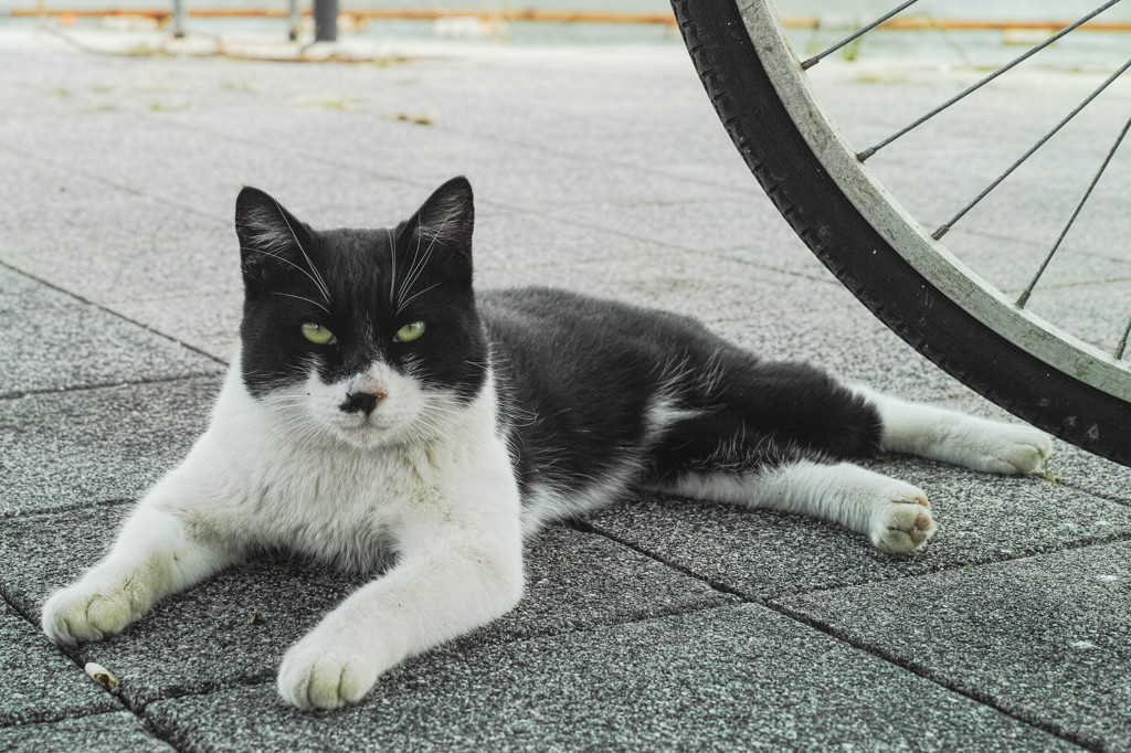 タキシード猫ちゃん