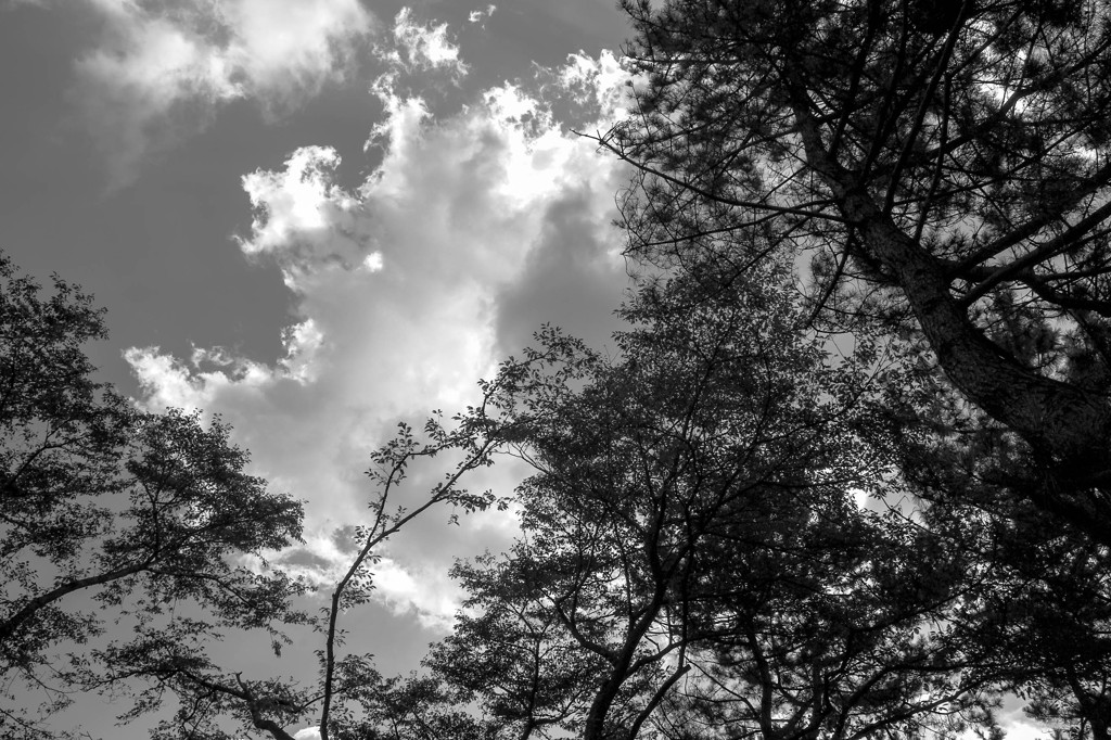 木陰から見上げた夏の雲