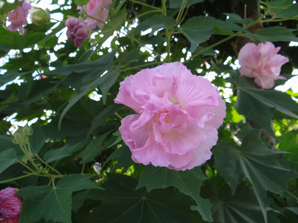 だいぶ酔っ払ってきたけど、まだ白い部分が残っている酔芙蓉