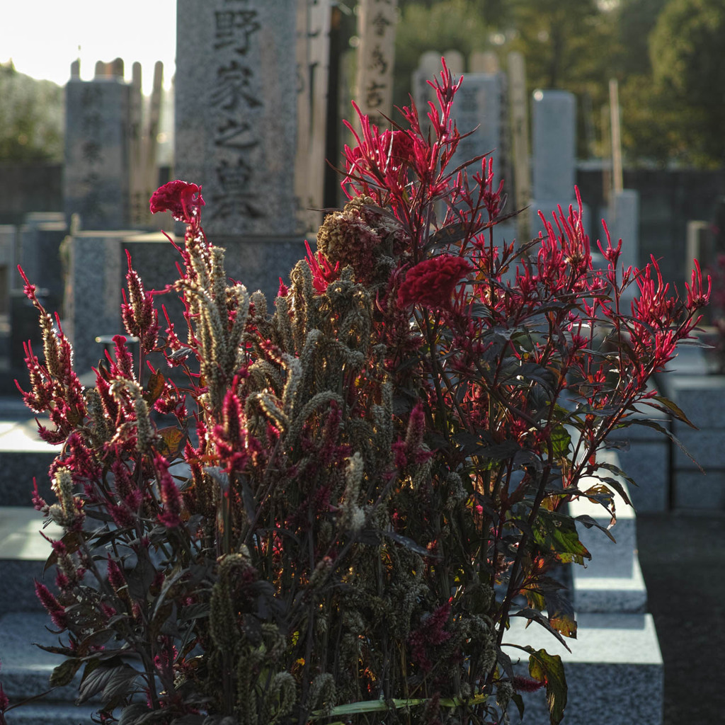 枯れた花があるからこそ、色鮮やかな花があるからこそ