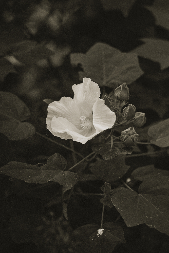 monochromeで花を撮る