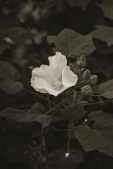 monochromeで花を撮る