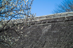 白梅と萱葺き屋根