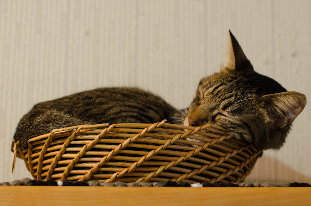 ついに撮った、寝てる写真
