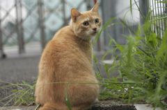 見返りでぶ
