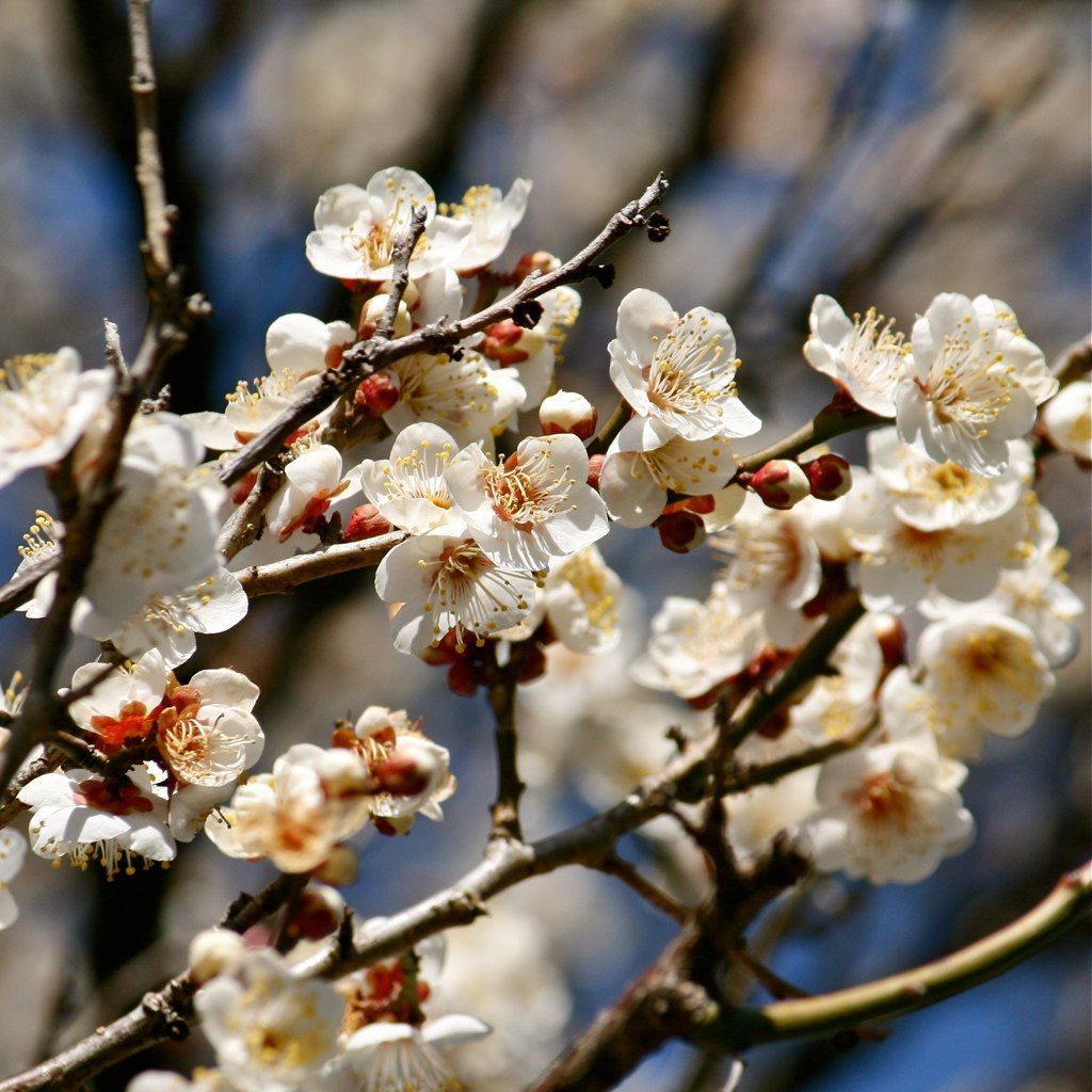 梅の花