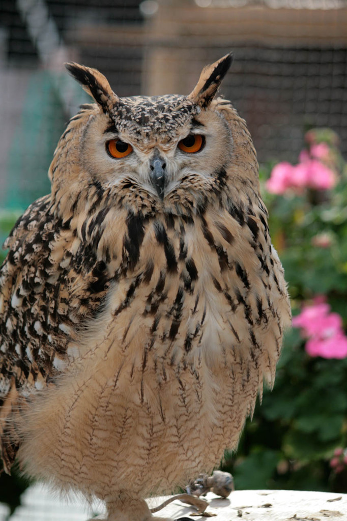 ミミズク先生・ポートレート