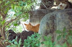 茂みの中の野良猫ちゃん