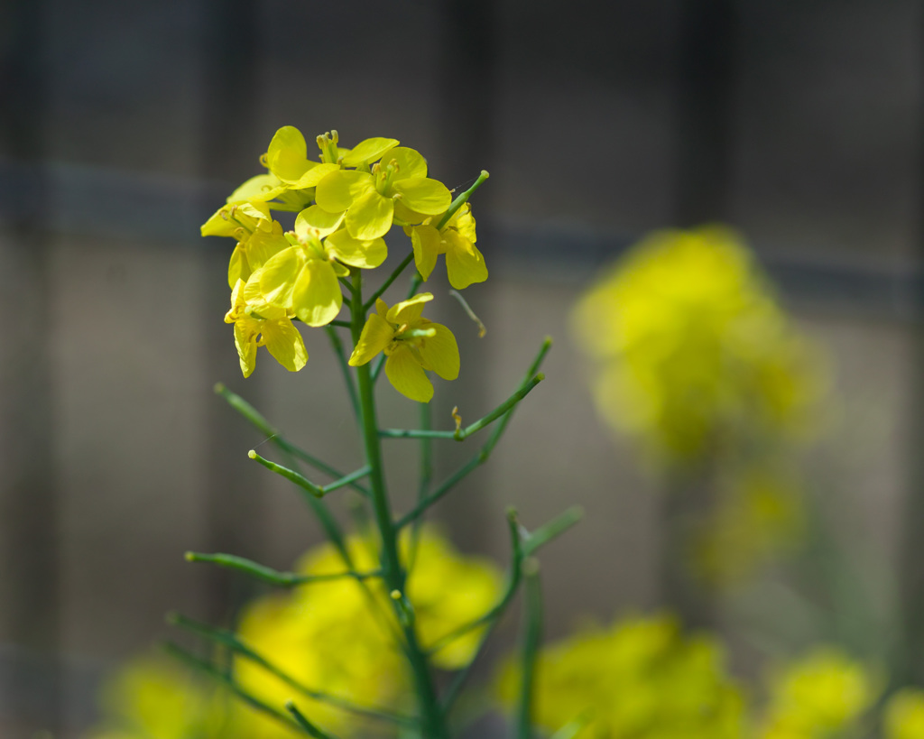 Yellow of Spring