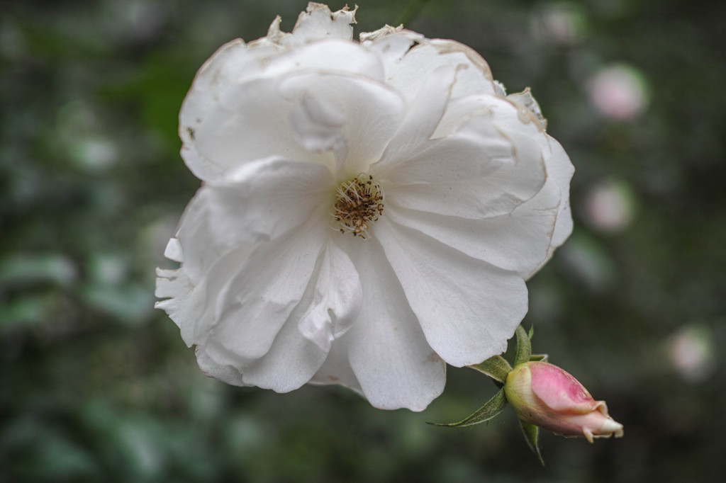 大輪の花と、見習いの蕾（爆）