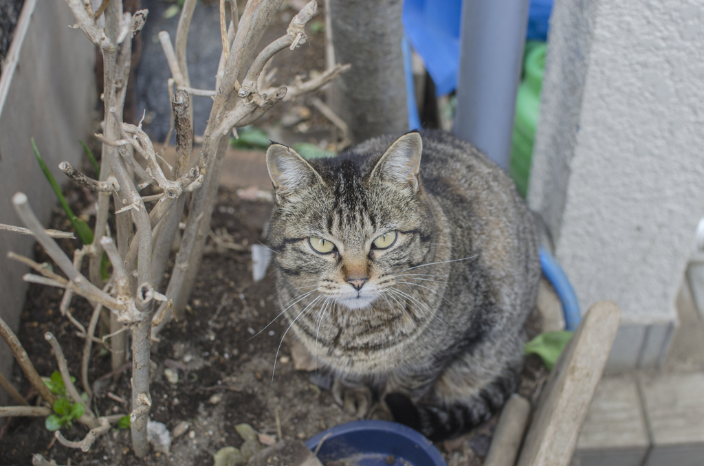 近所の野良さん、
