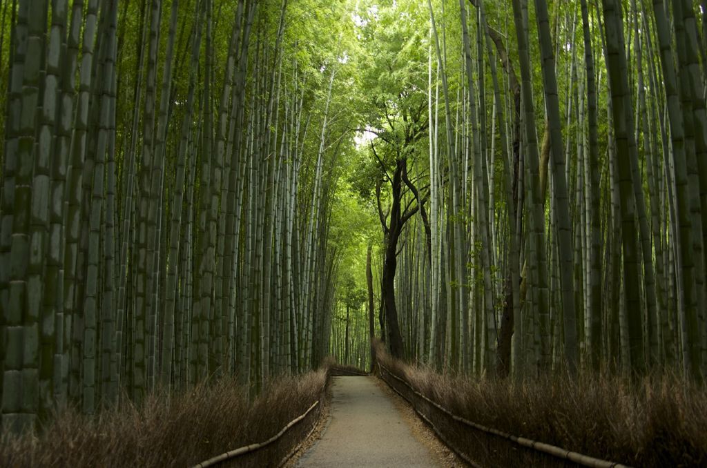 京都嵯峨野の竹林