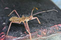 なんだろう、この虫