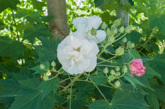 朝の酔芙蓉