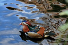 鳥の色彩と水面の光沢のアンサンブルが綺麗