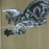 空中浮遊猫（爆）