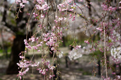 しだれ桜