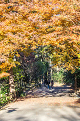 紅葉の凱旋門が二人を待ってるよ