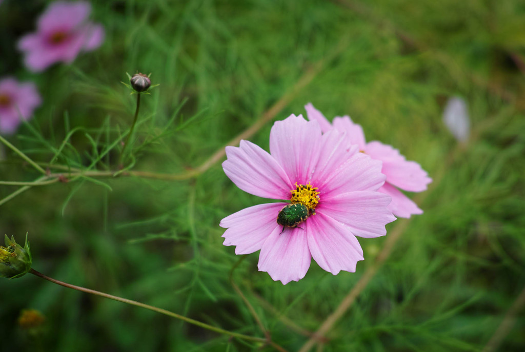 花が美しいのも、こういうお客の訪問を歓迎しているからだ