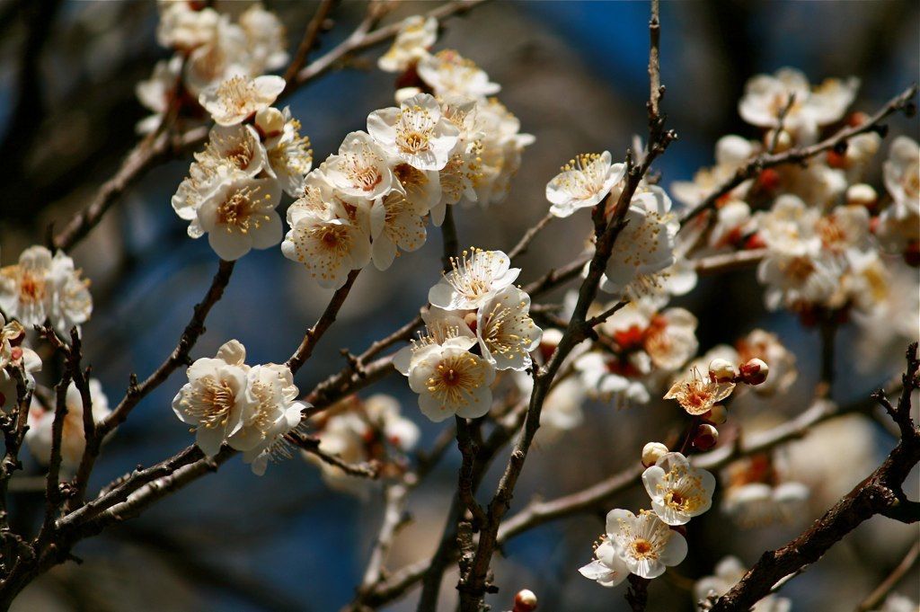 梅の花