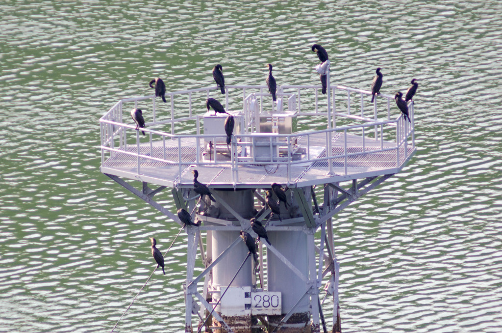 川鵜の会議@600mm@城山湖@神奈川県相模原市緑区