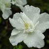 雨だ