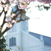 桜と教会