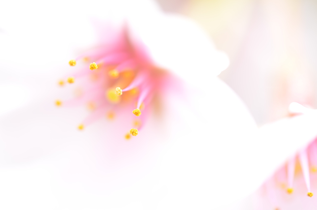さくらふんわり