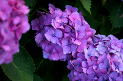 紫陽花