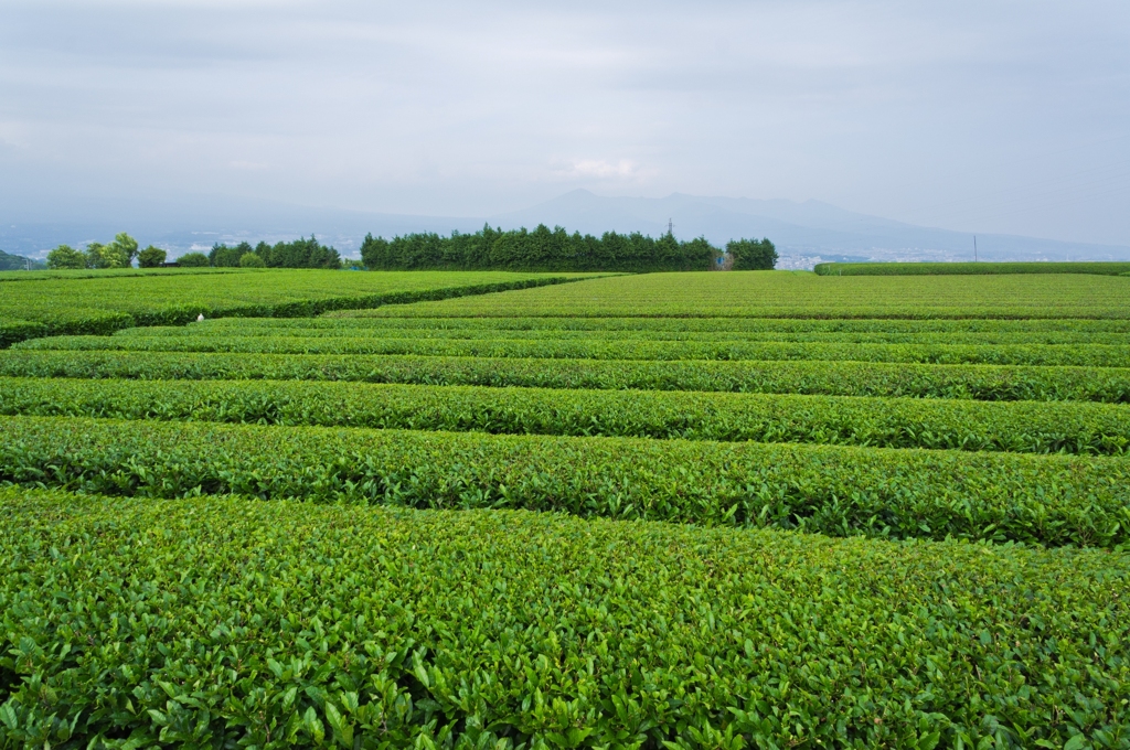 茶畑