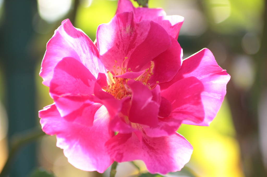 薔薇