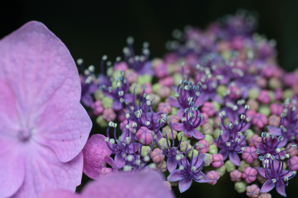 額紫陽花