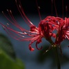 曼珠沙華