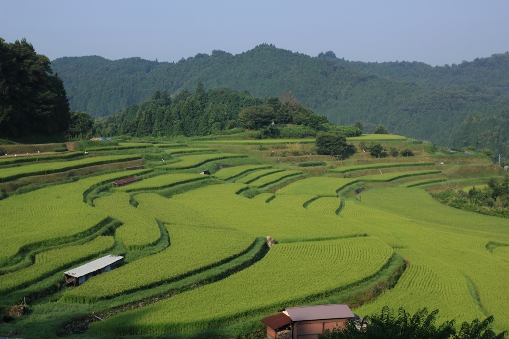 棚田　夏