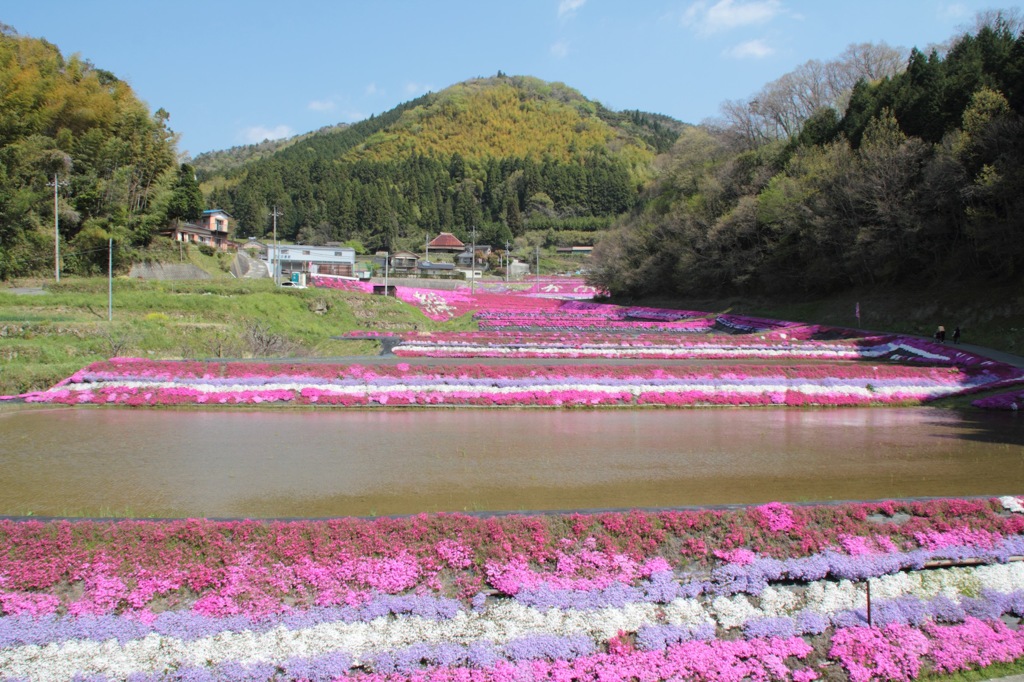 芝桜