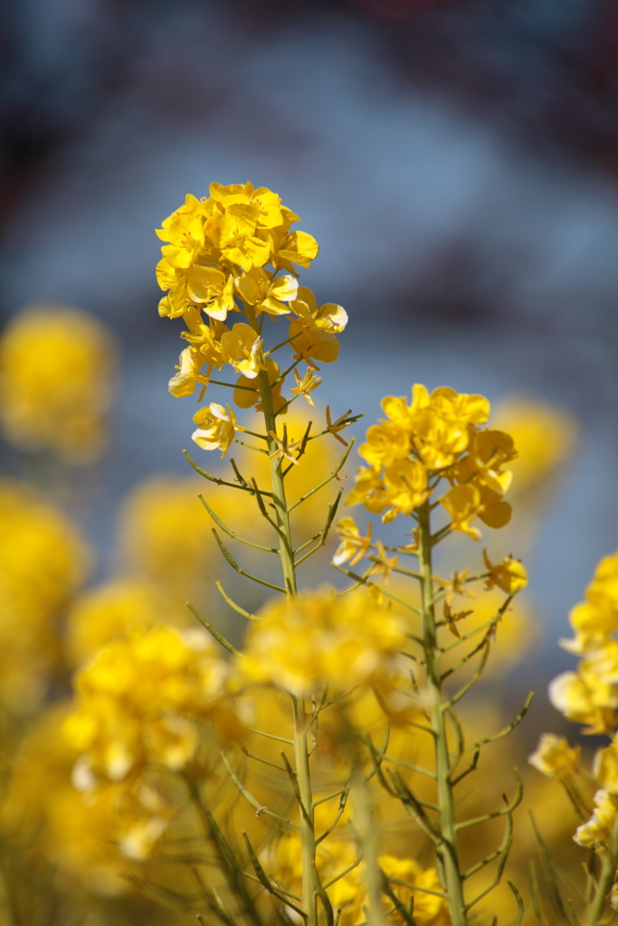 菜の花