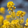 菜の花