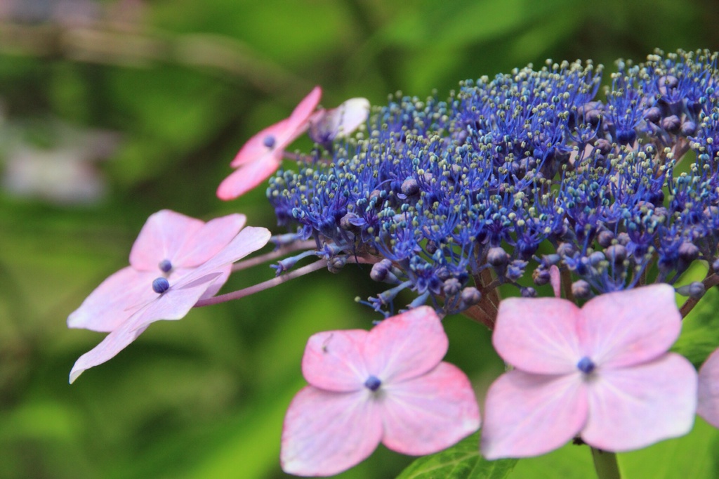 額紫陽花