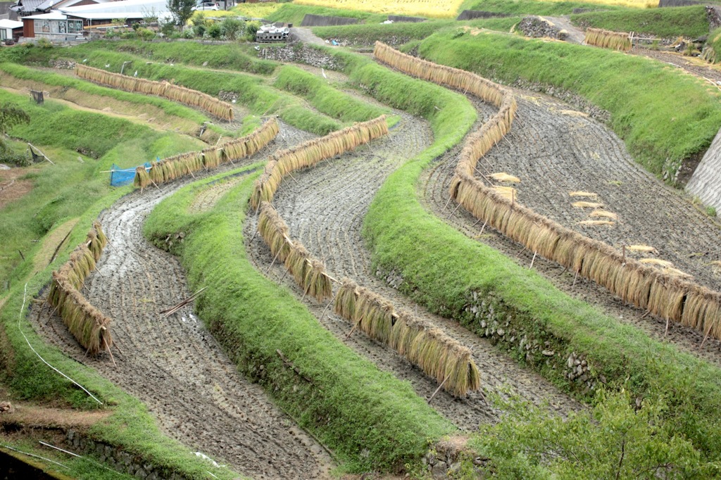 中須の棚田（秋）