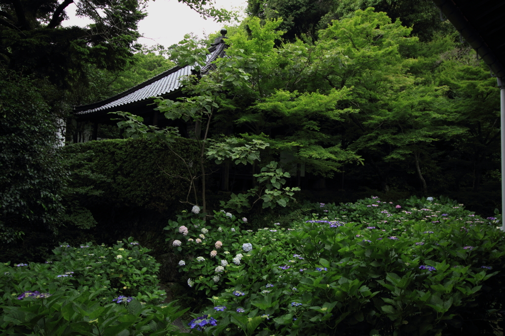 紫陽花寺