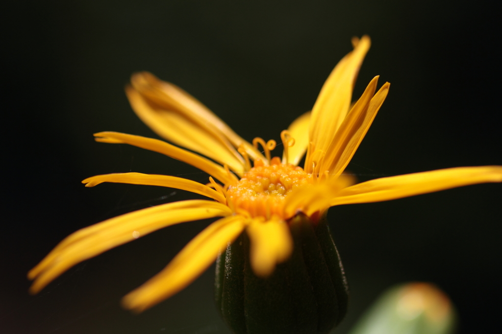 犬菊芋