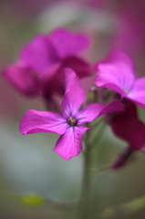 春の花