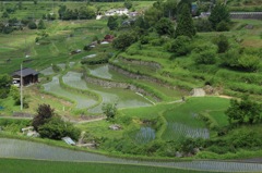 田んぼ