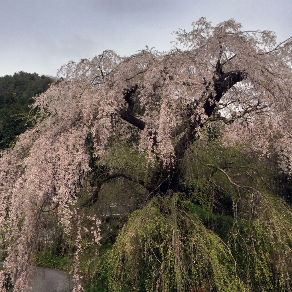 弾正桜