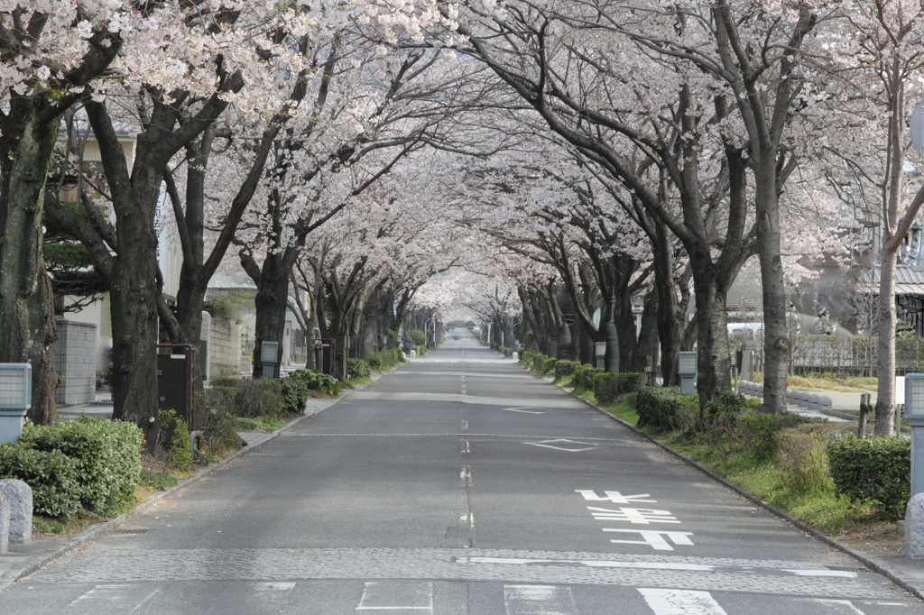 桜のトンネル
