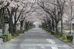 桜のトンネル