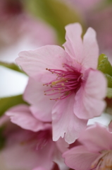 河津桜