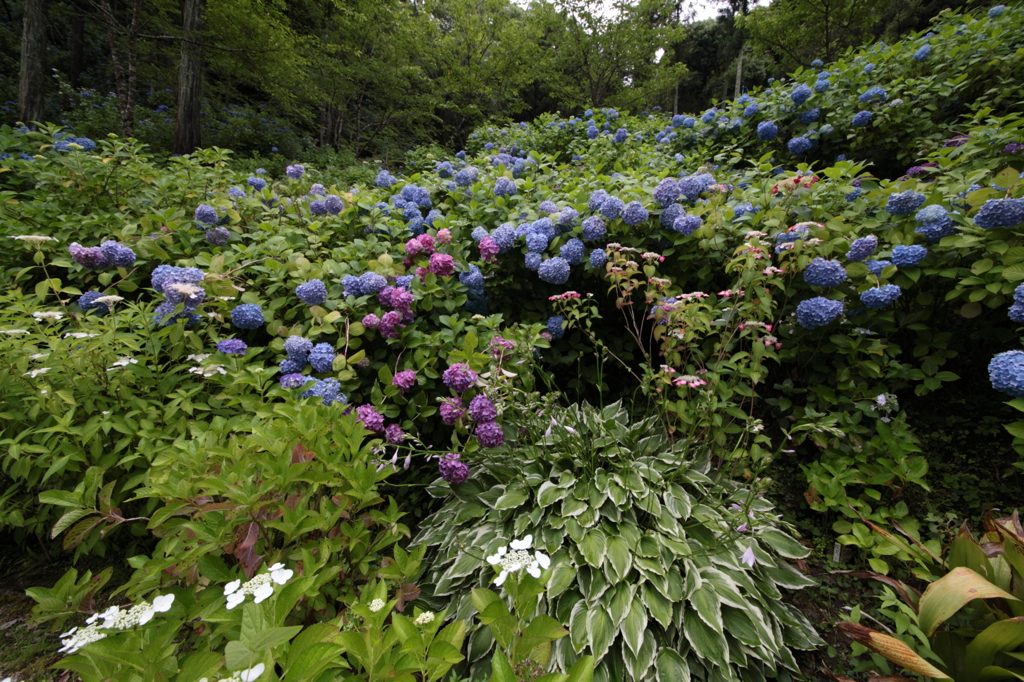 大都会