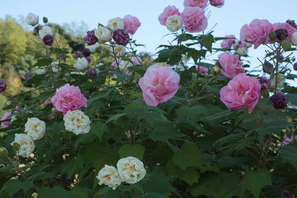薔薇